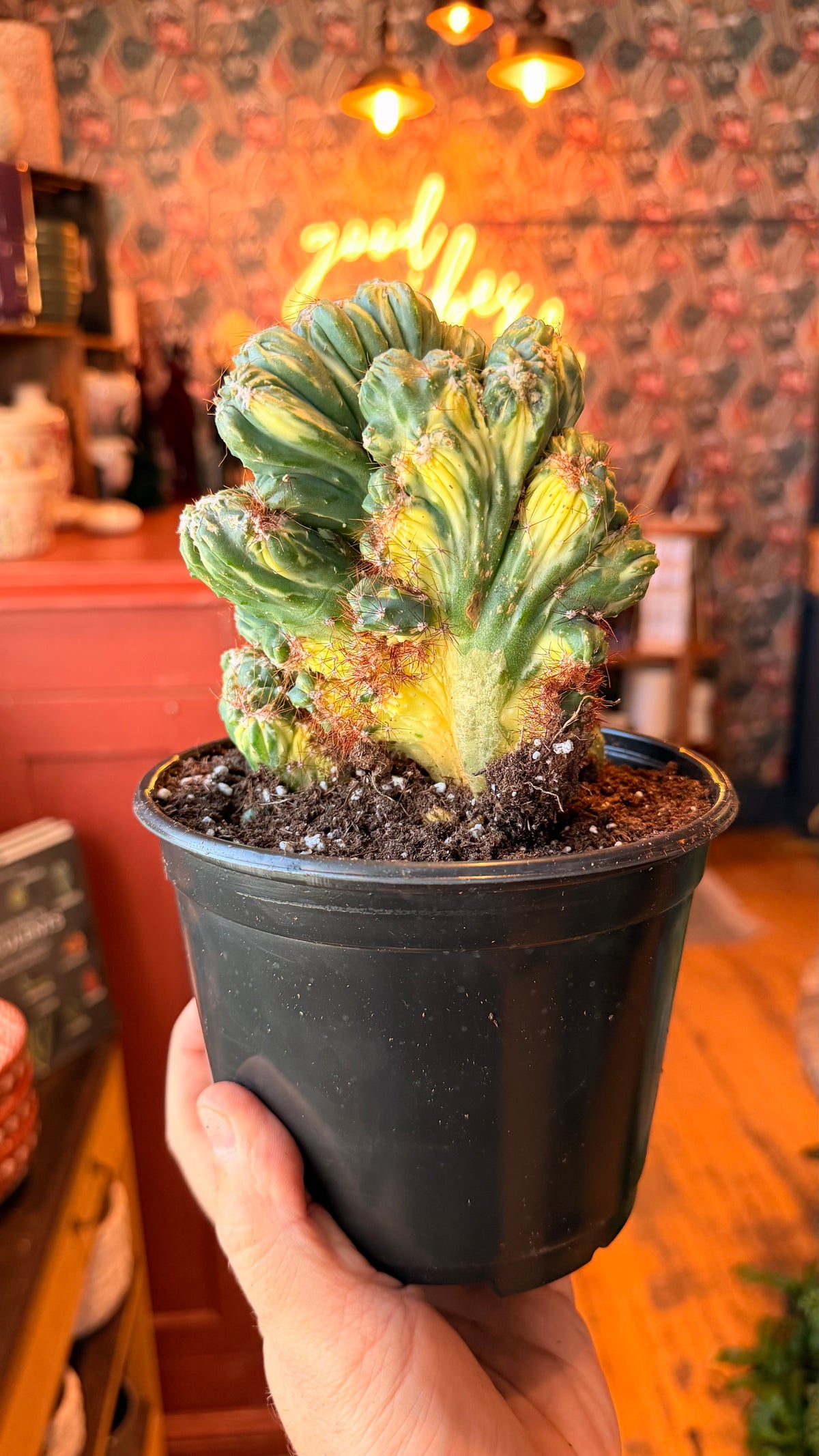 6” Cereus Geometrizans Varieagated Cactus