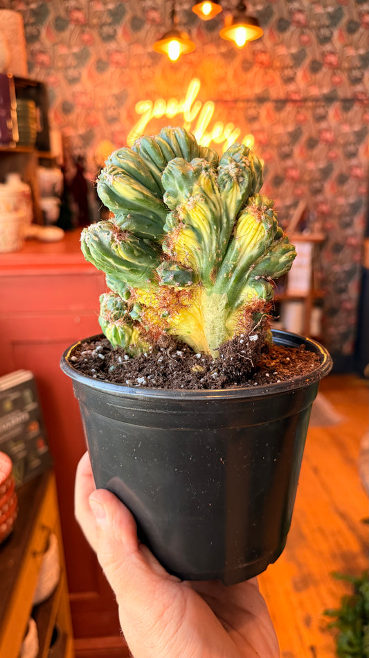 6” Cereus Geometrizans Varieagated Cactus
