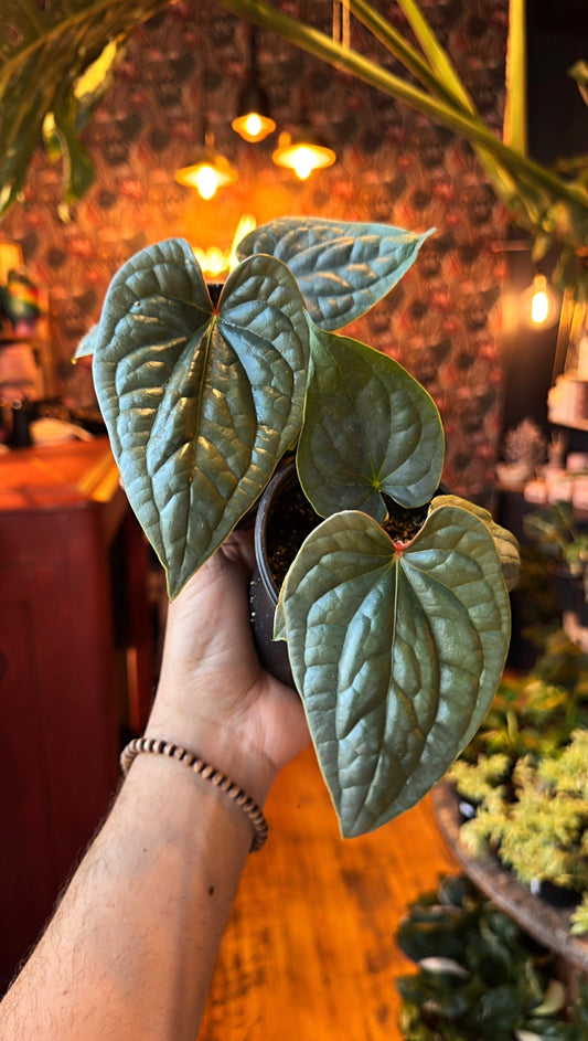 4” Anthurium Luxurians ‘Silver’