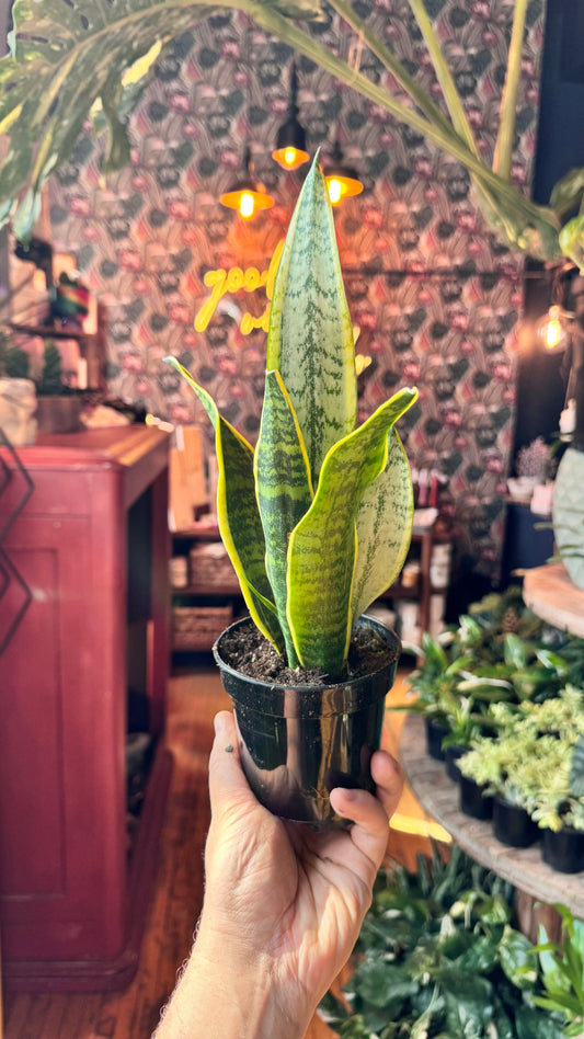 4” Laurentii Snake Plant