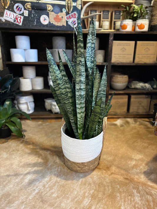 10” Zeylancia Sansevieria