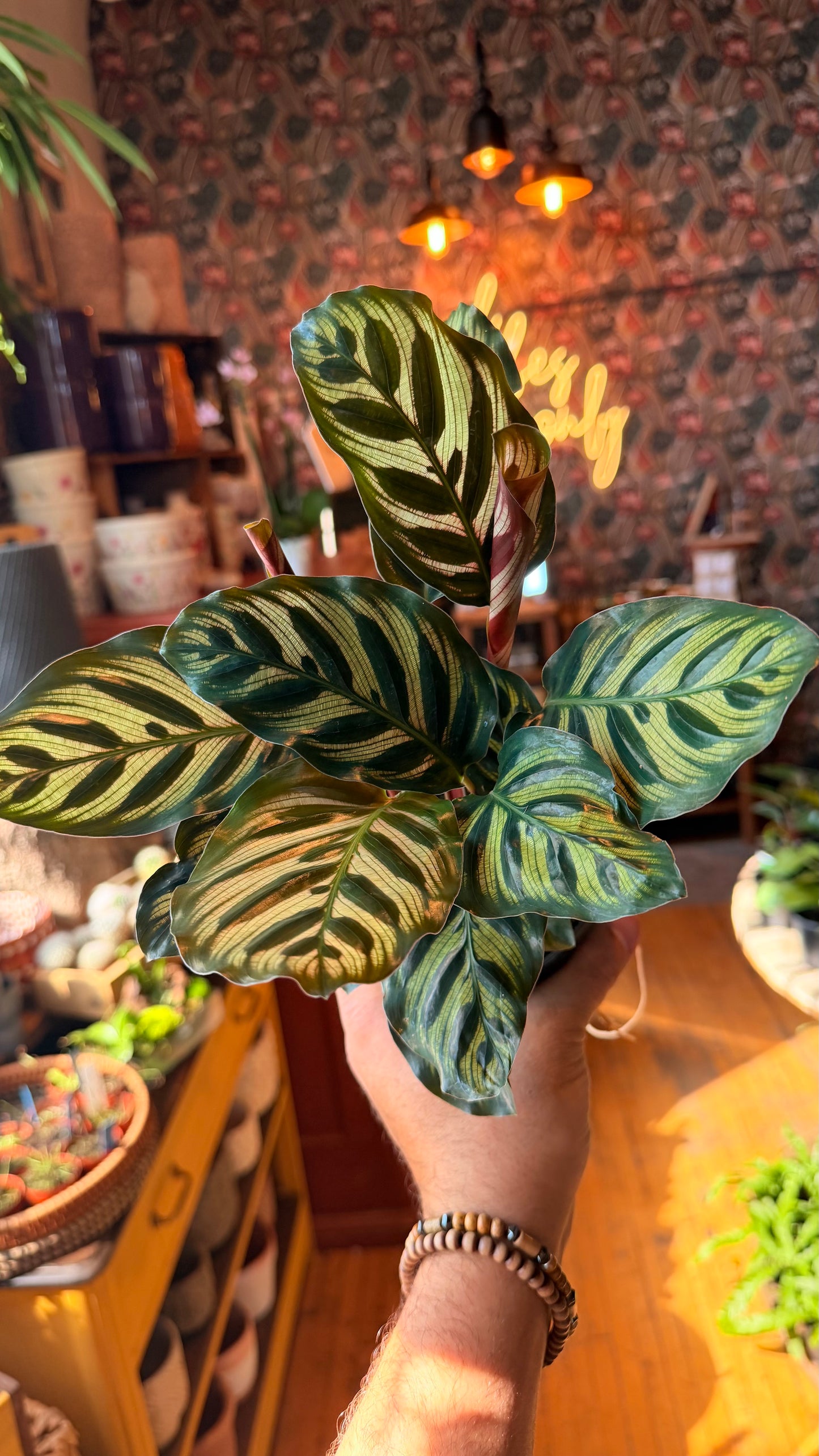 4” Peacock Calathea