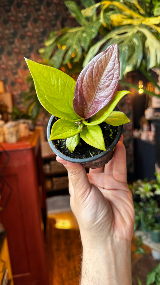 3.5” Anthurium Jenmanii Neon
