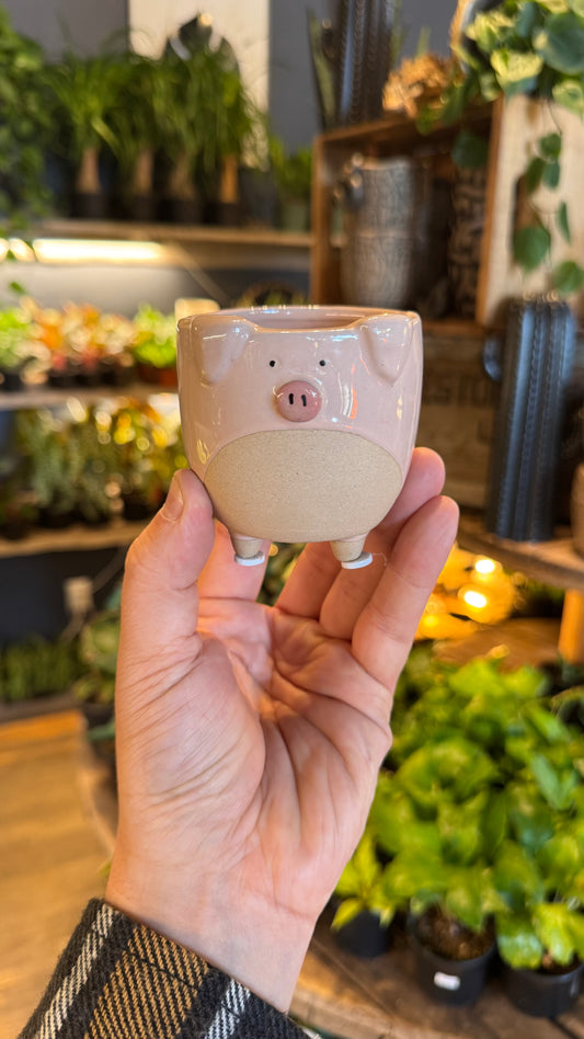 2.5” Piglet Planter