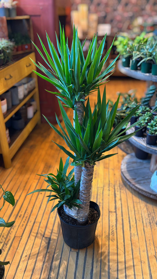 10” 3-2-1 Yucca Cane