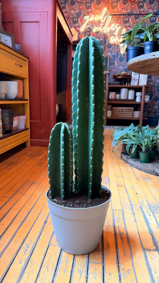 10” Cuddly Cactus XL
