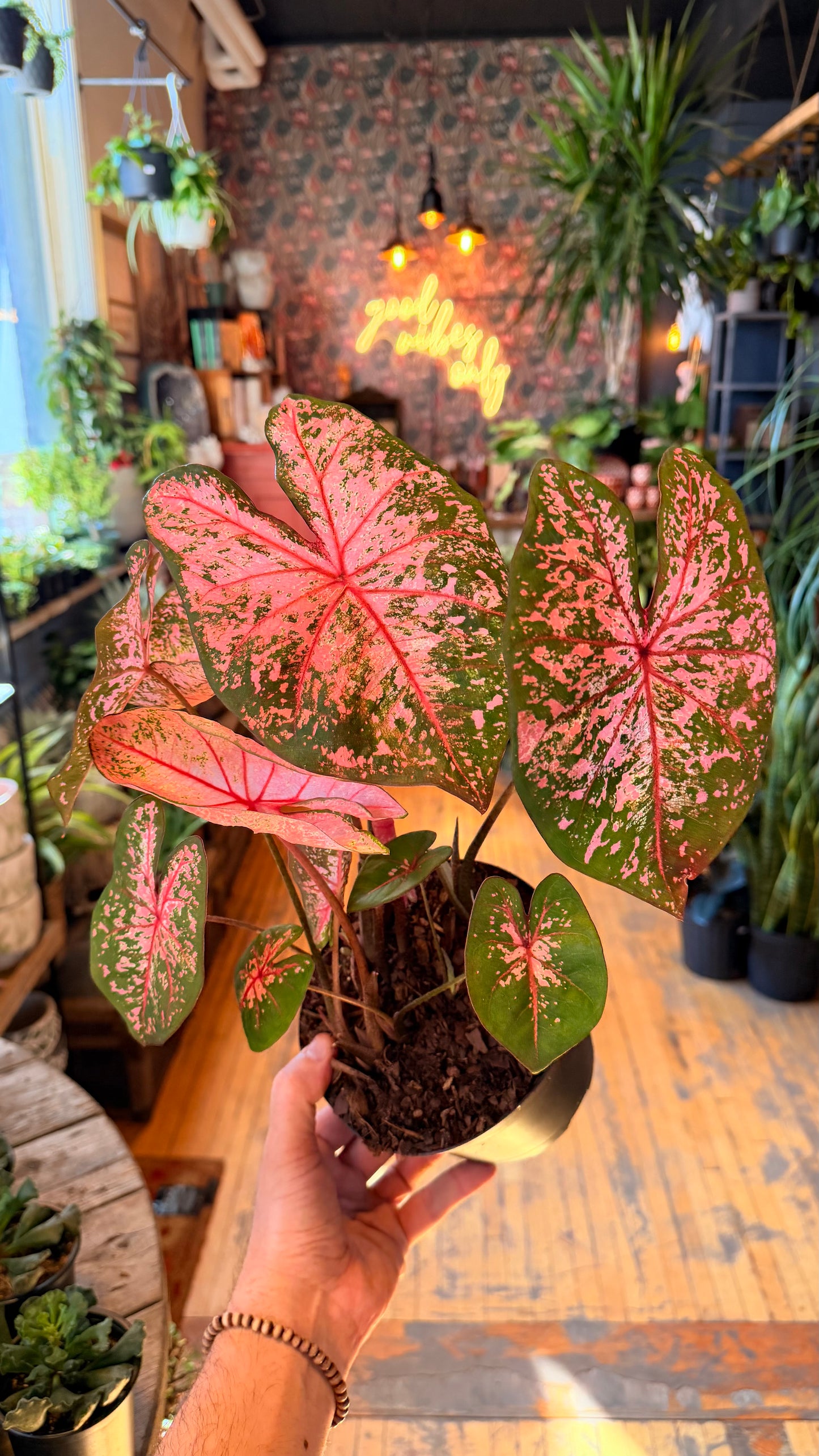6” Caladium Assorted