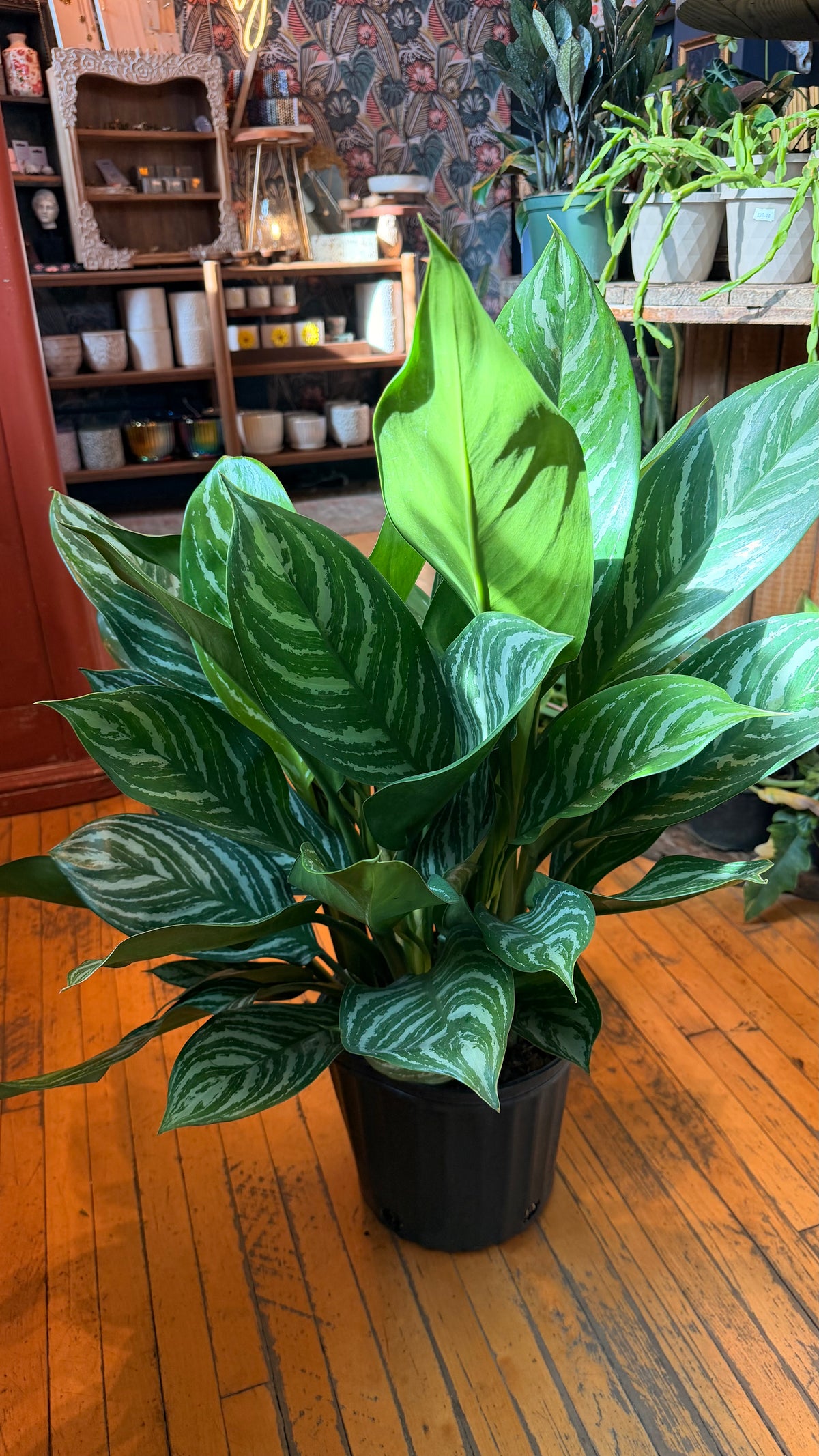 10” Aglaonema Stripes