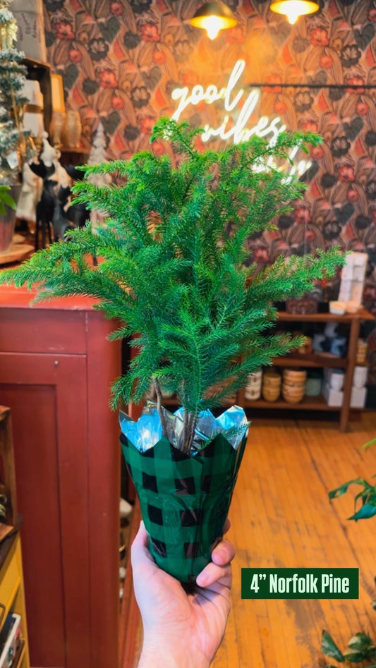 4” Norfolk Pine