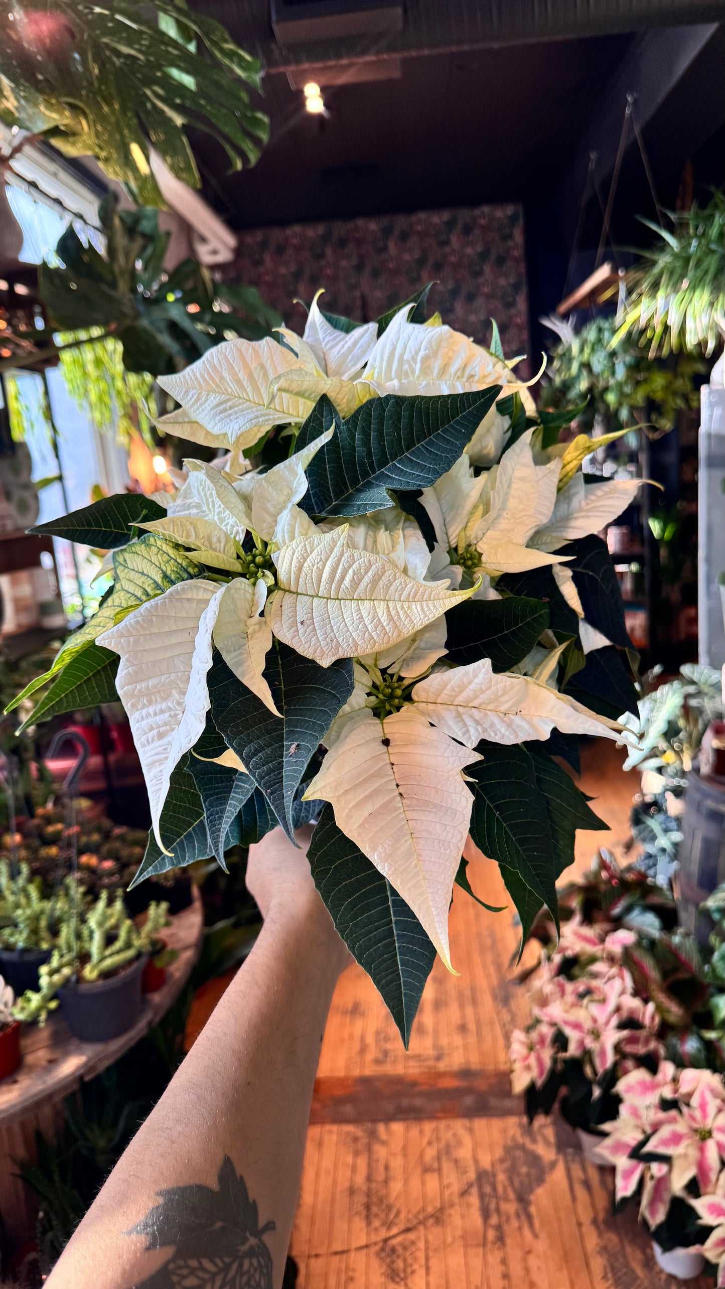 6” Glimmery White Poinsetta