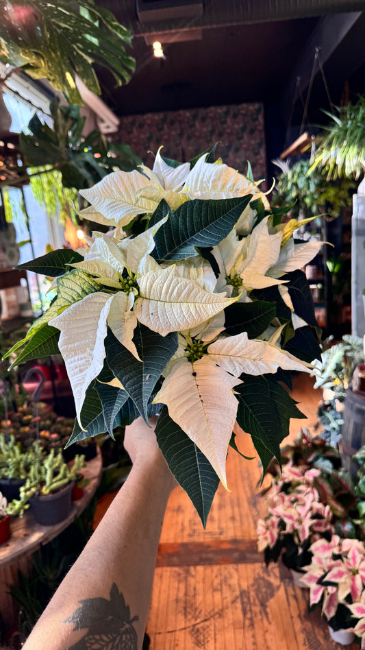 6” Glimmery White Poinsetta
