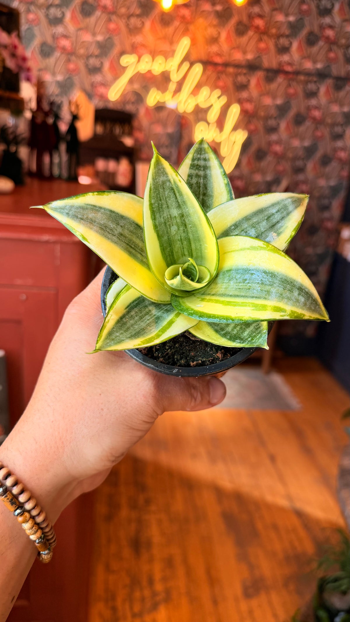 4” Golden Hahnii Variegated Snake Plant