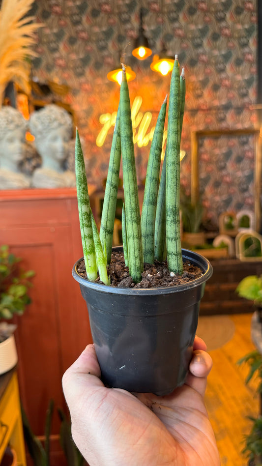 4” Dragon Fingers Sansevieria