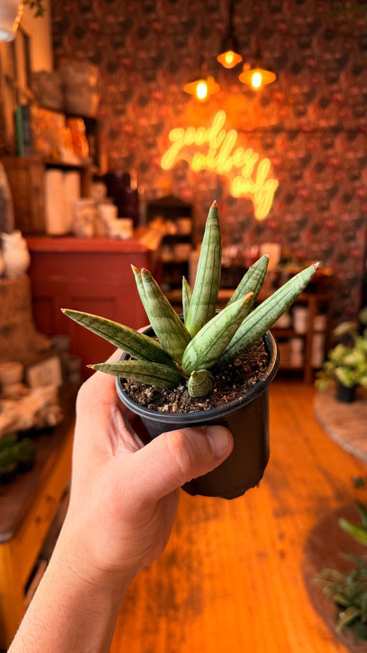 4” Hedgehog Snake Plant
