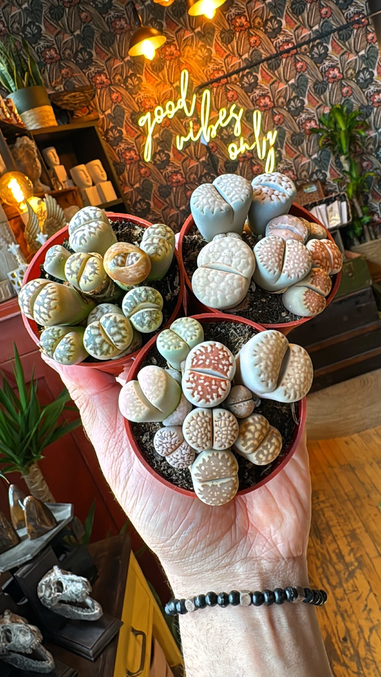 3” Lithop Garden