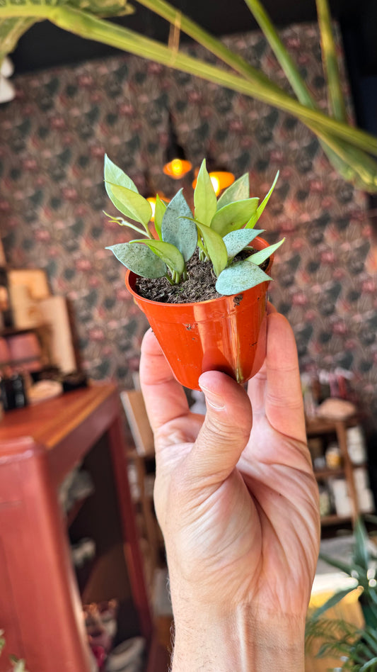 2.5” Lacunosa Mint Hoya