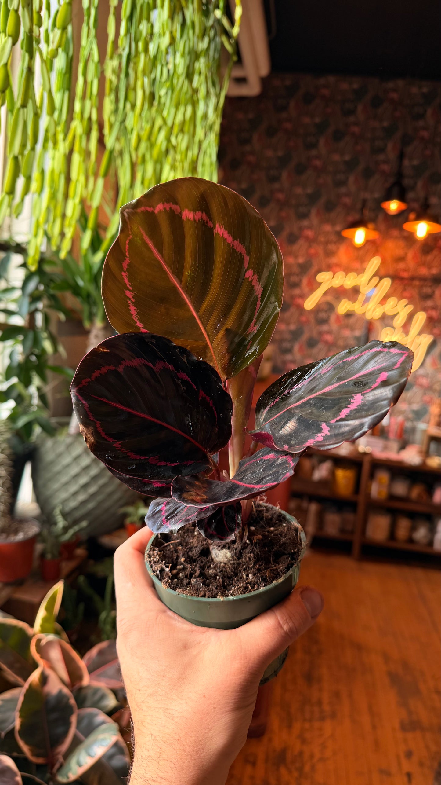 4” Dottie Calathea