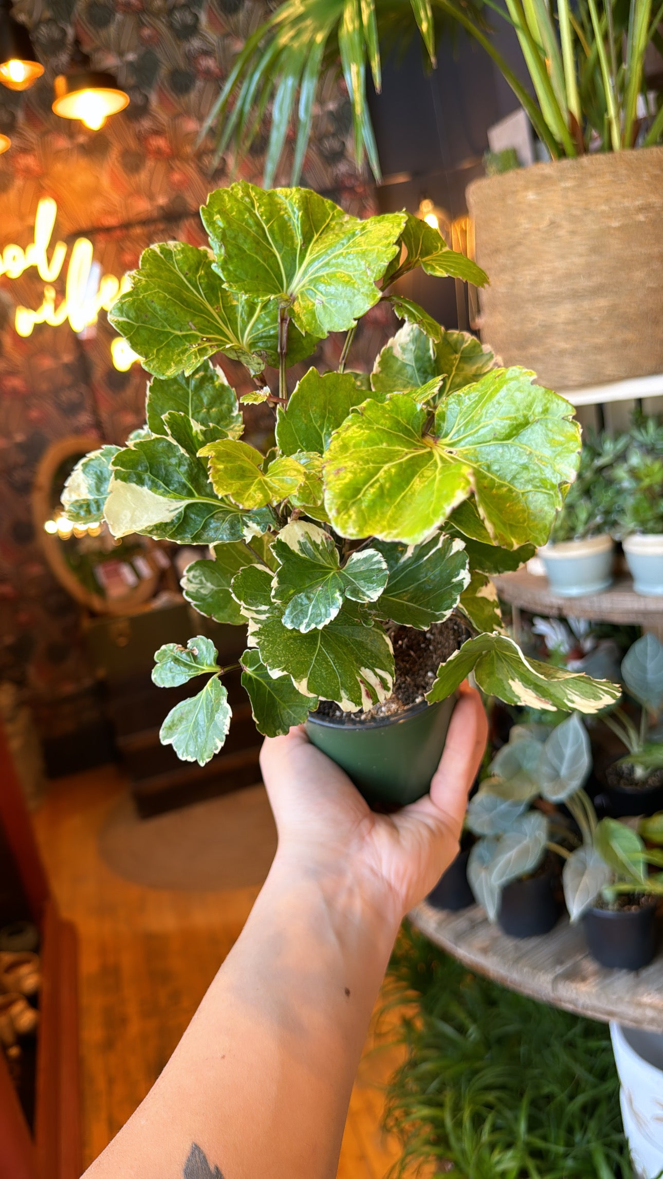 4” Variegated Balfour Aralia Bonsai