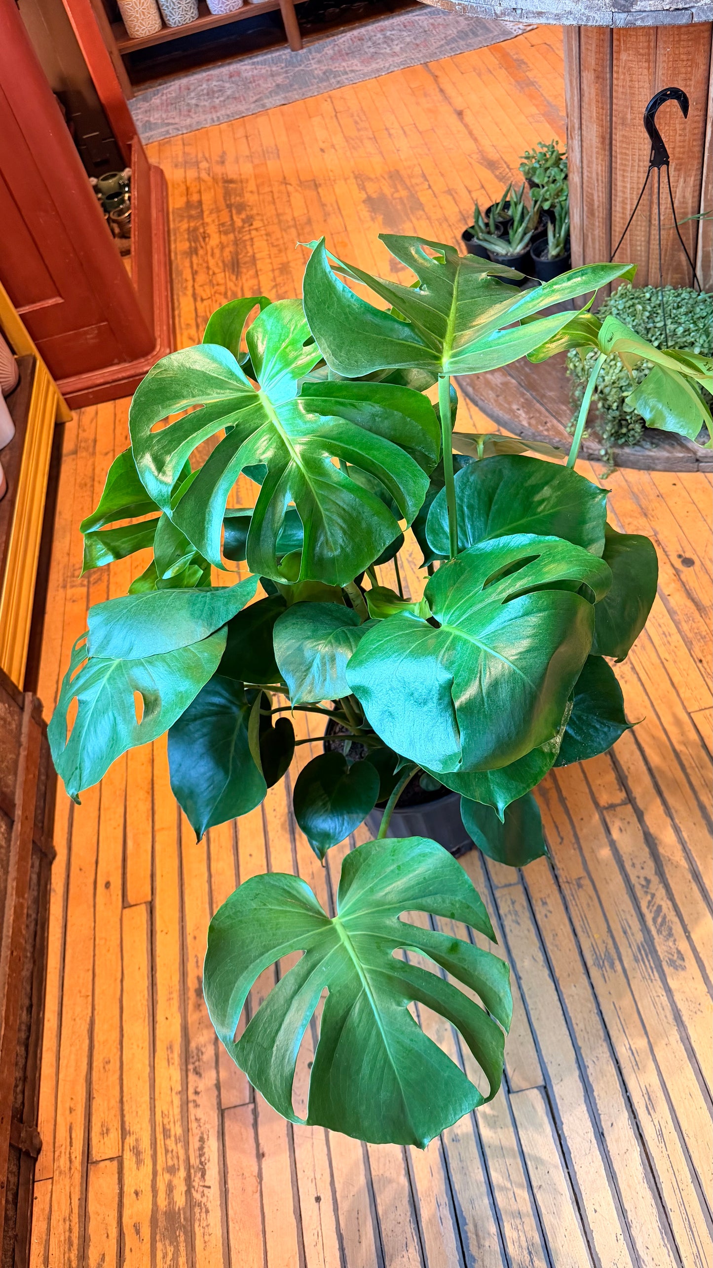 10” Monstera
