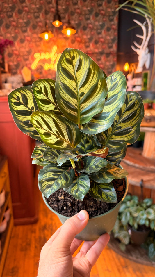 6” Peacock Calathea