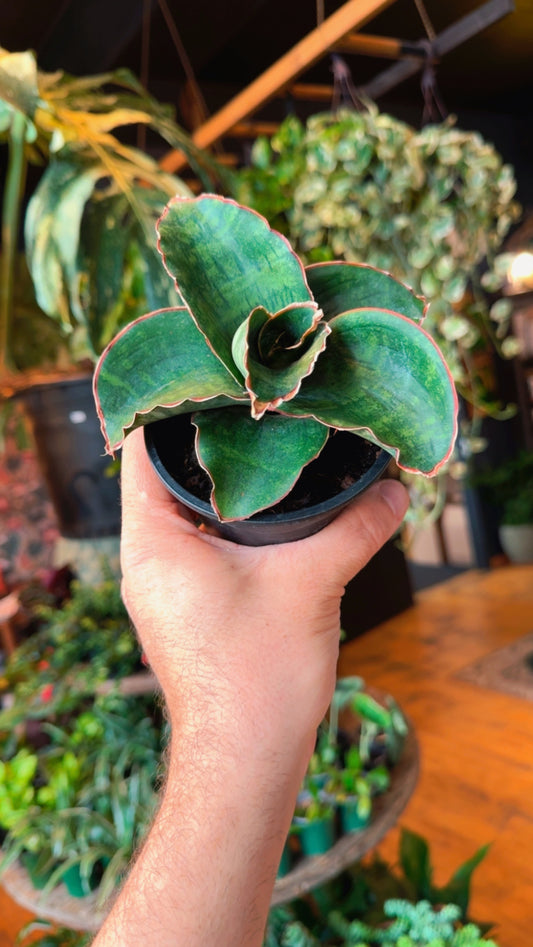 4” Dragon Wing Sansevieria