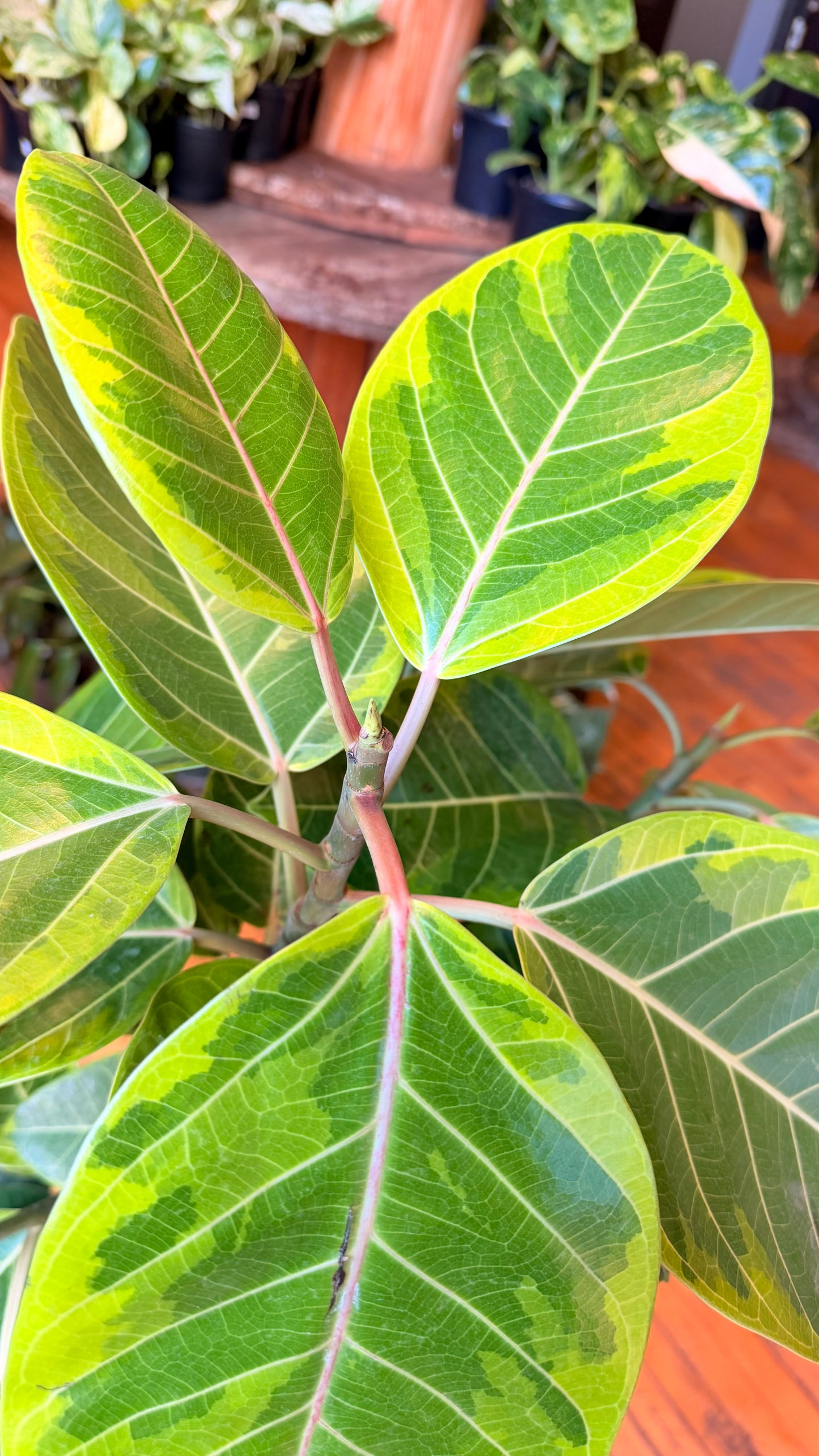 10” Ficus Yellow Gem Standard