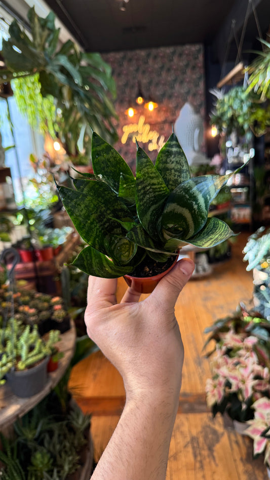 2.5” Birdsnest Snake Plant