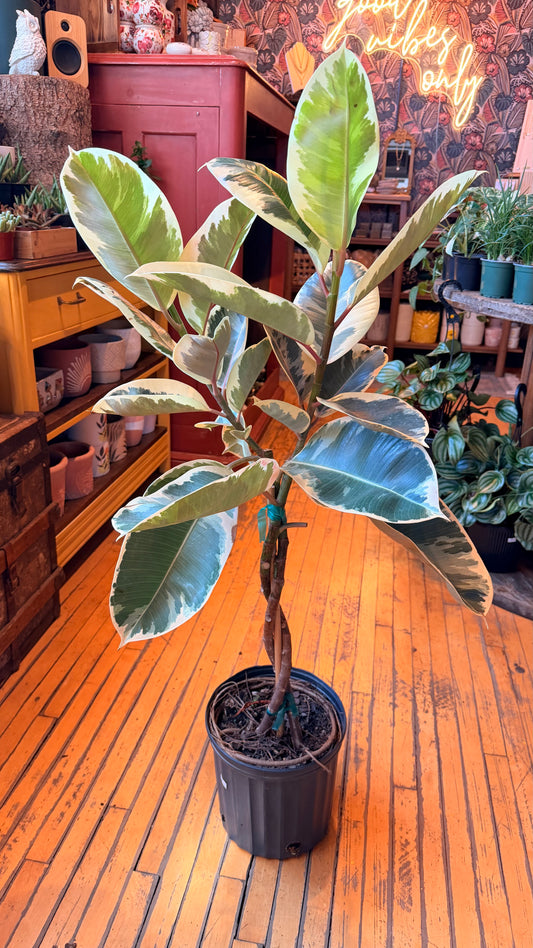 10” Tineke Twist Rubber Plant