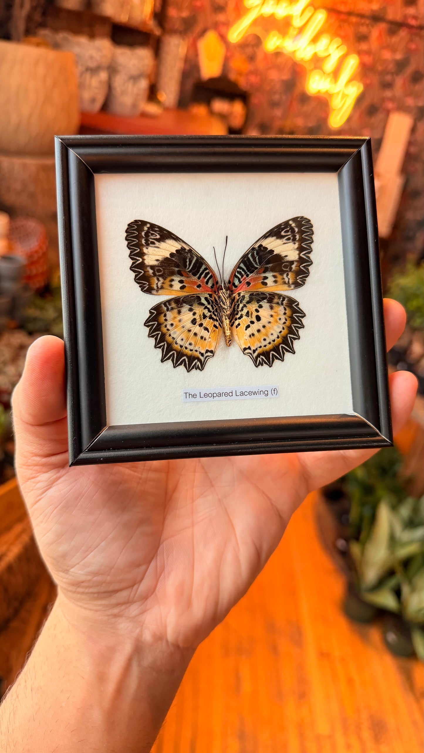 1 Piece Butterfly Assorted
