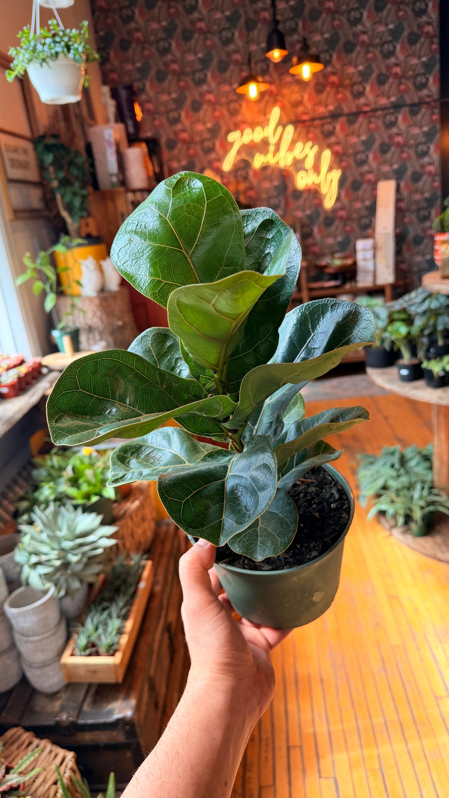 6” Bambino Fiddle Leaf Fig