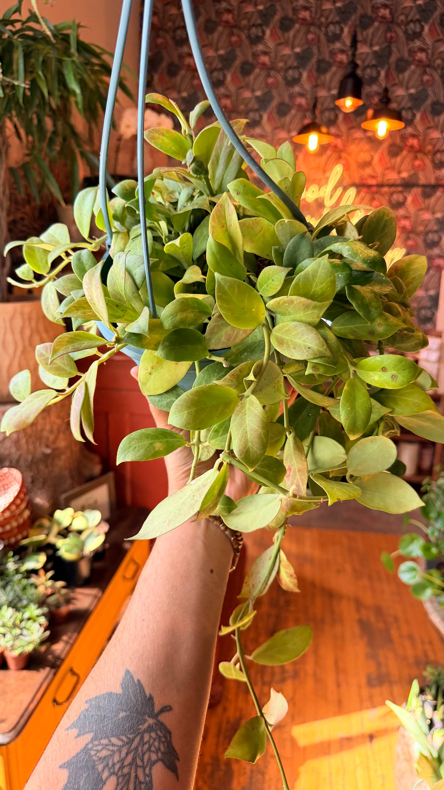 8” Hoya Obscura