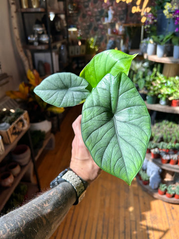 4” Alocasia Bisma Silver