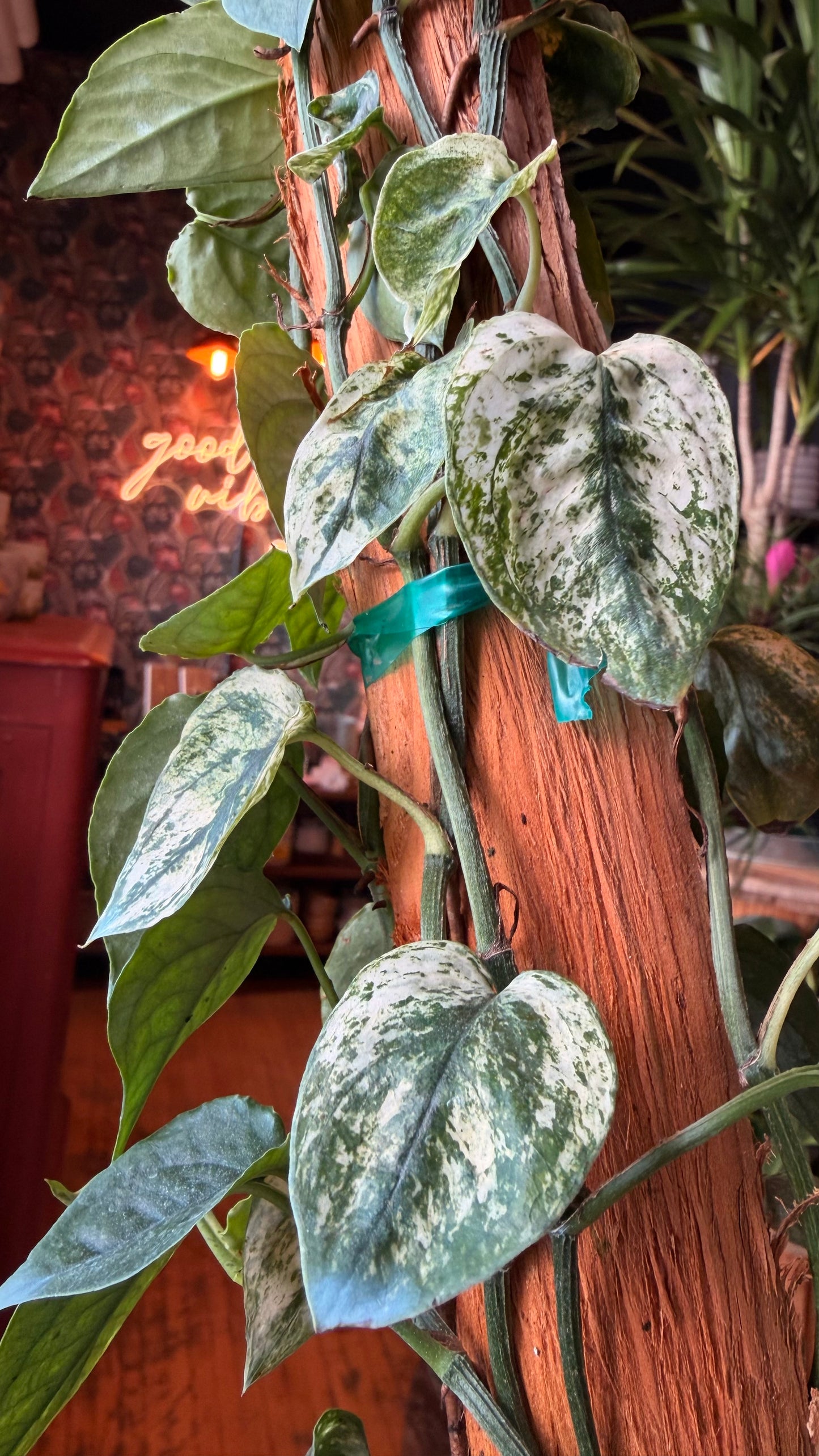 6” Cebu Blue Pothos ‘Ghost’ Variegation