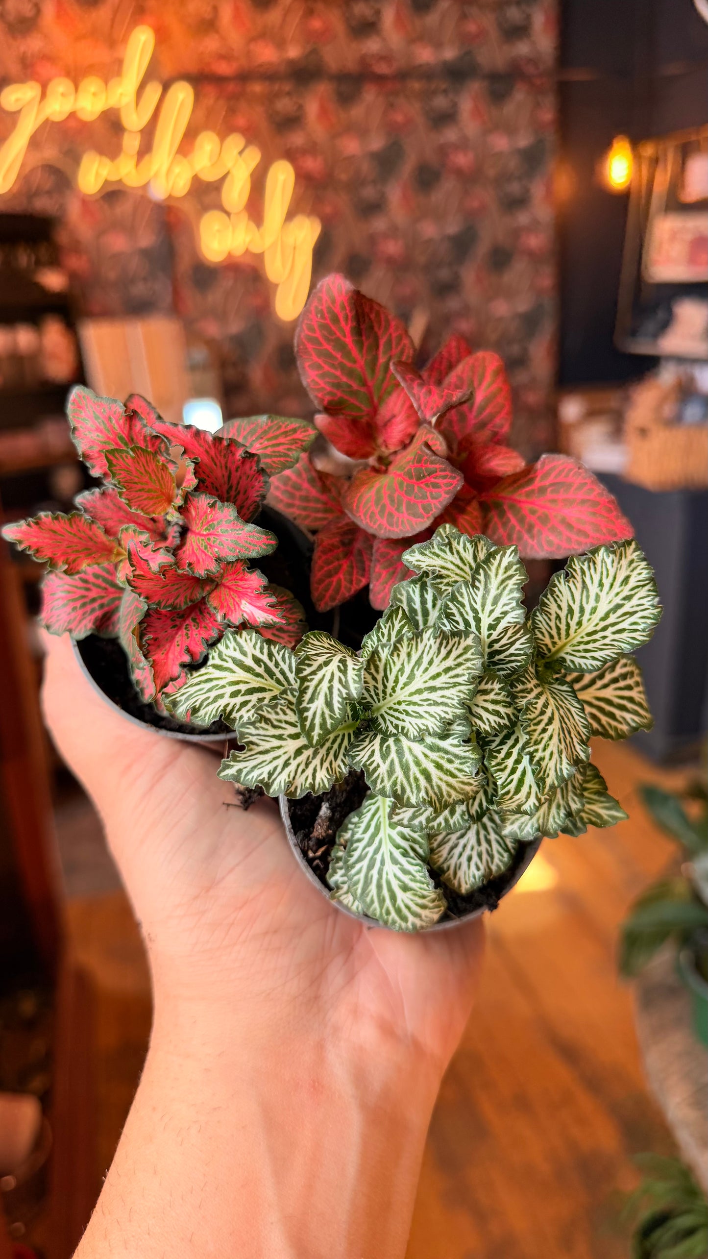 3” Fittonia Assorted
