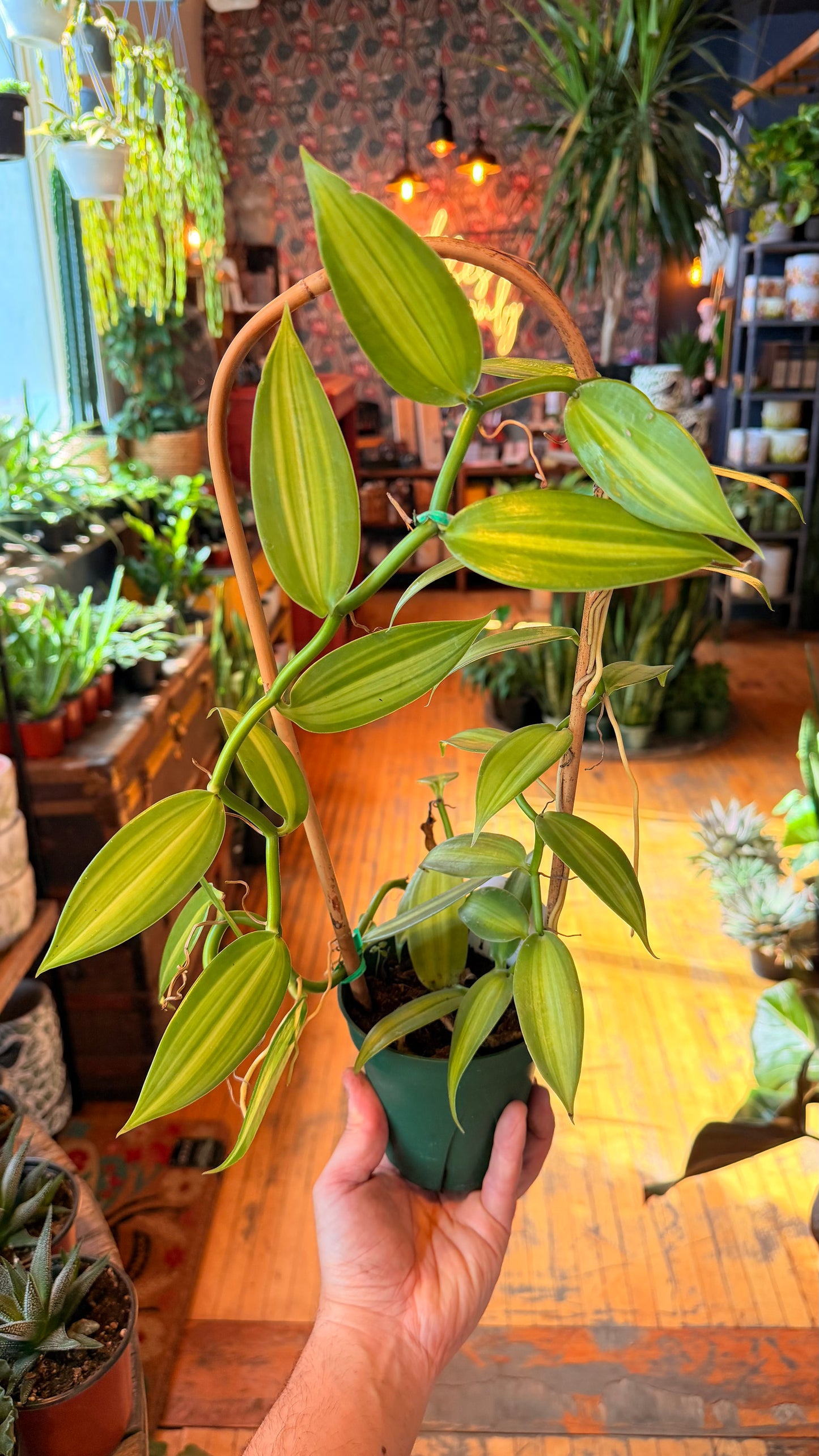 5” Vanilla Orchid Assorted XL