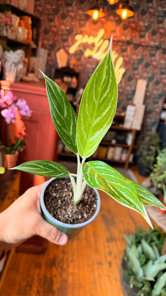 4” White Lightning Aglaonema
