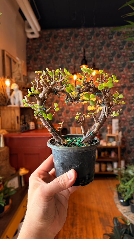 4” Jade Heart Bonsai