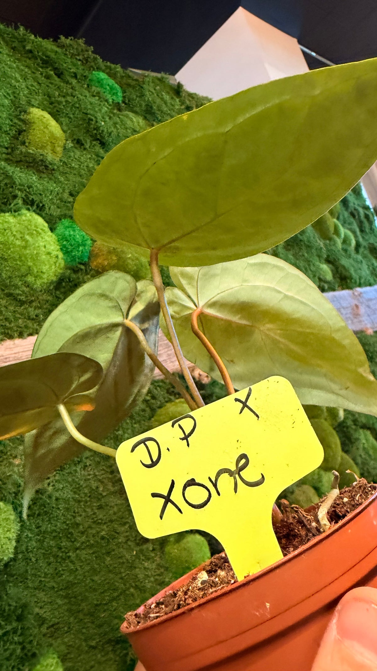 4” Anthurium Hybrid Dark Phoenix X One