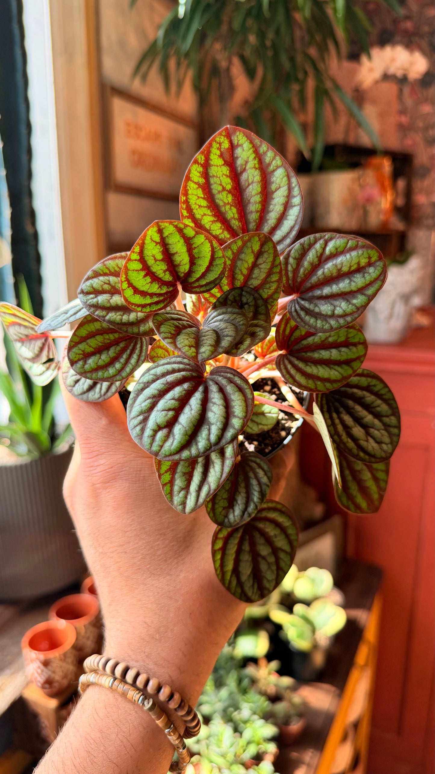 4” Peperomia Piccolo Banda