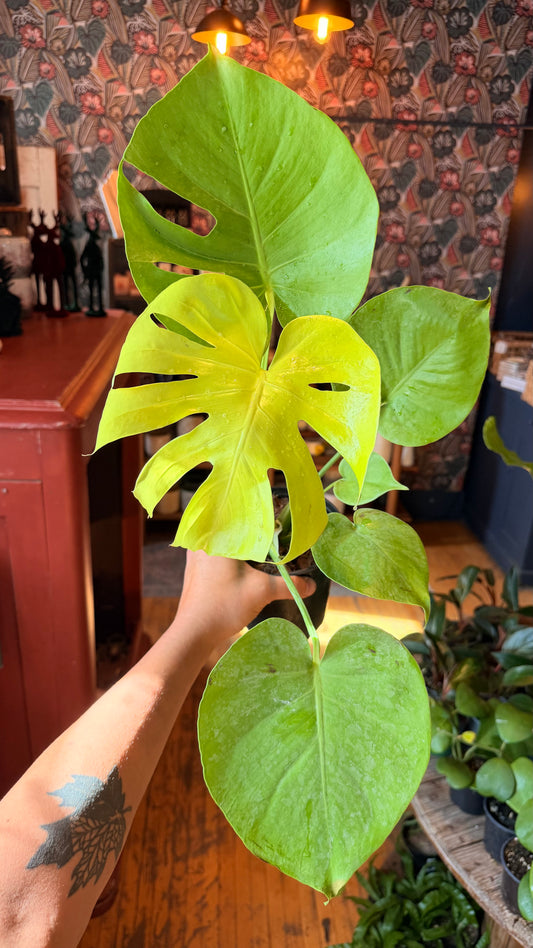 6” ‘Super Golden’ Monstera