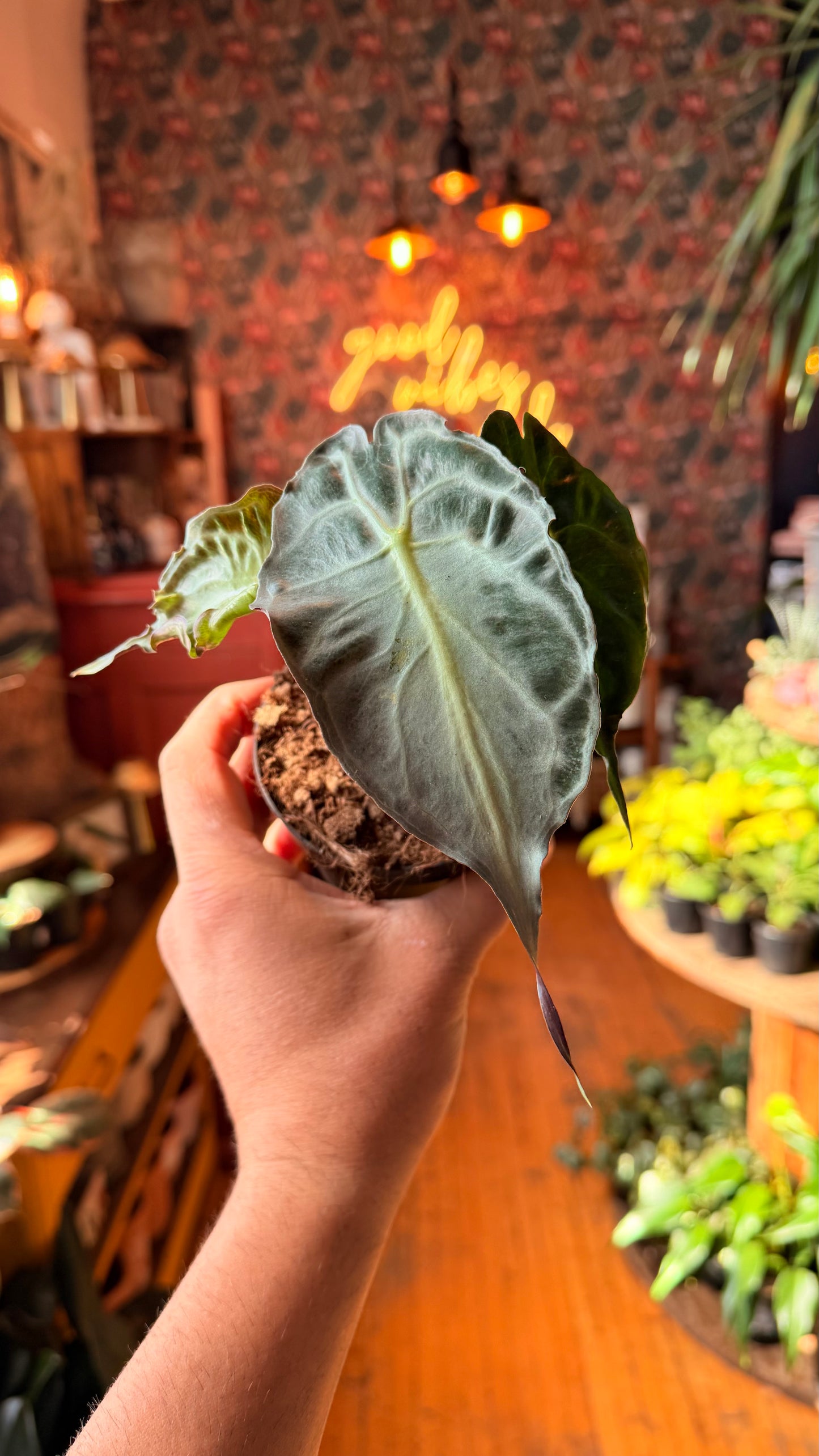 4” Alocasia Venom