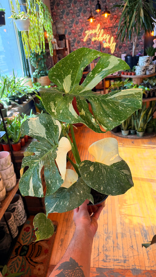 6” Monstera Thai Constellation XL