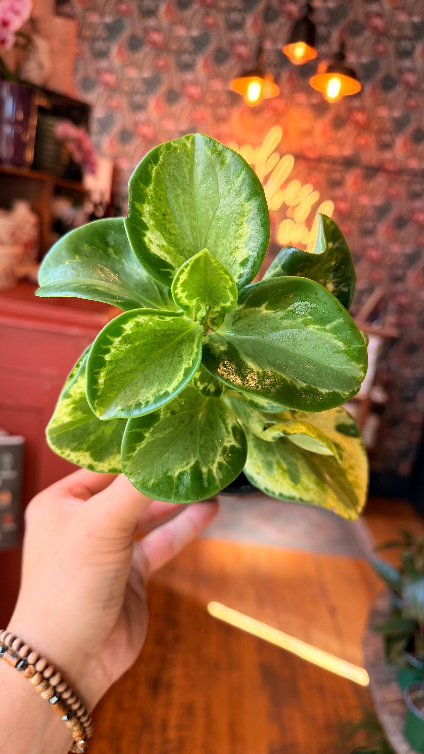 4” Peperomia ‘Gold Dust’