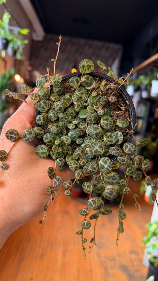 4” String of Turtles