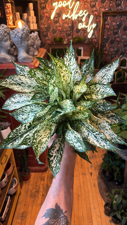 8” Spring Snow Aglaonema