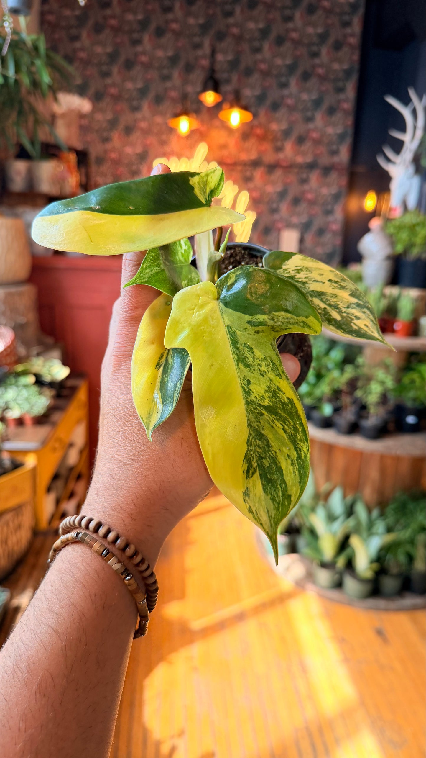 4” Florida Beauty Variegated Philodendron
