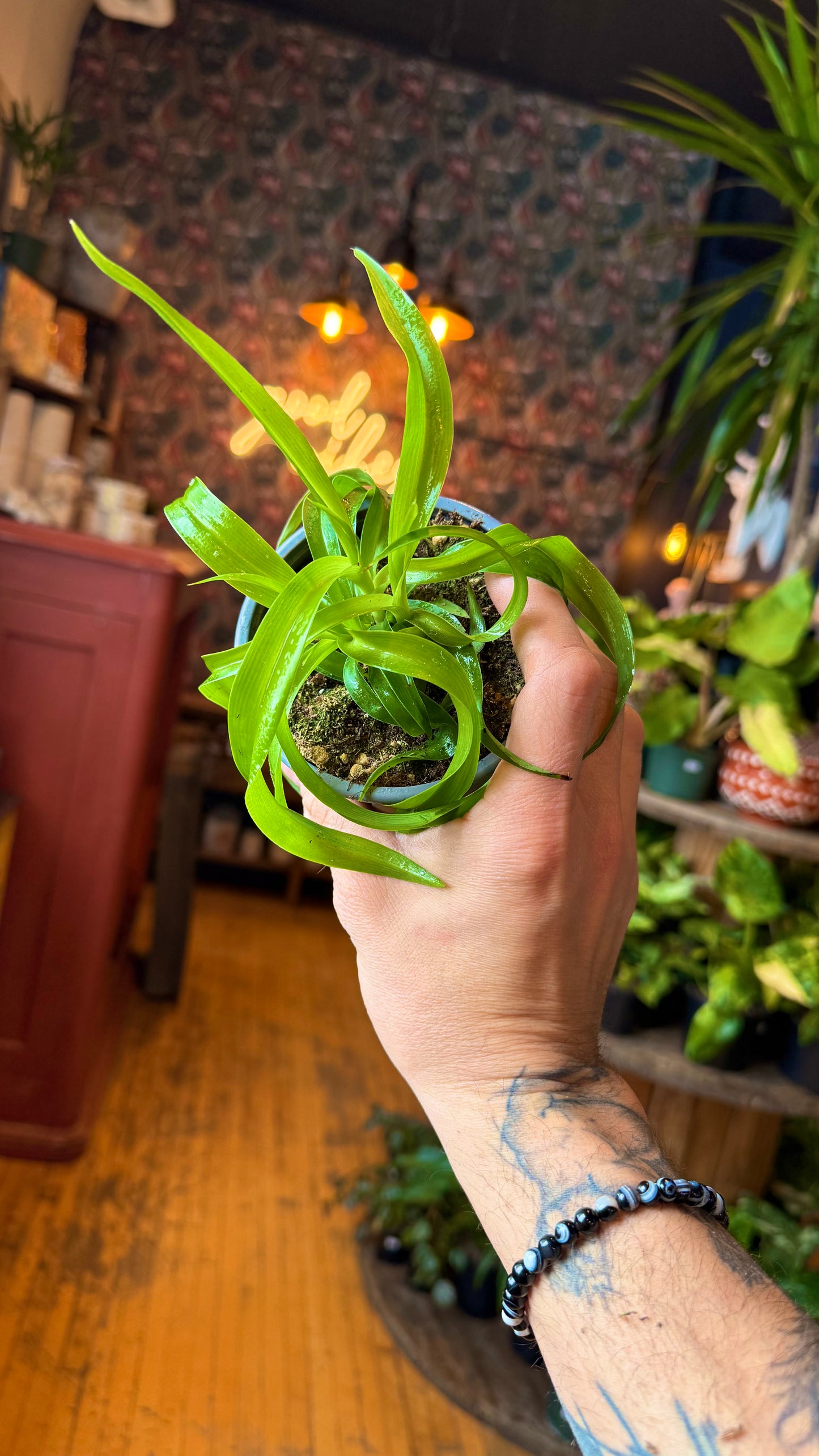 4” Spider Plant Curly