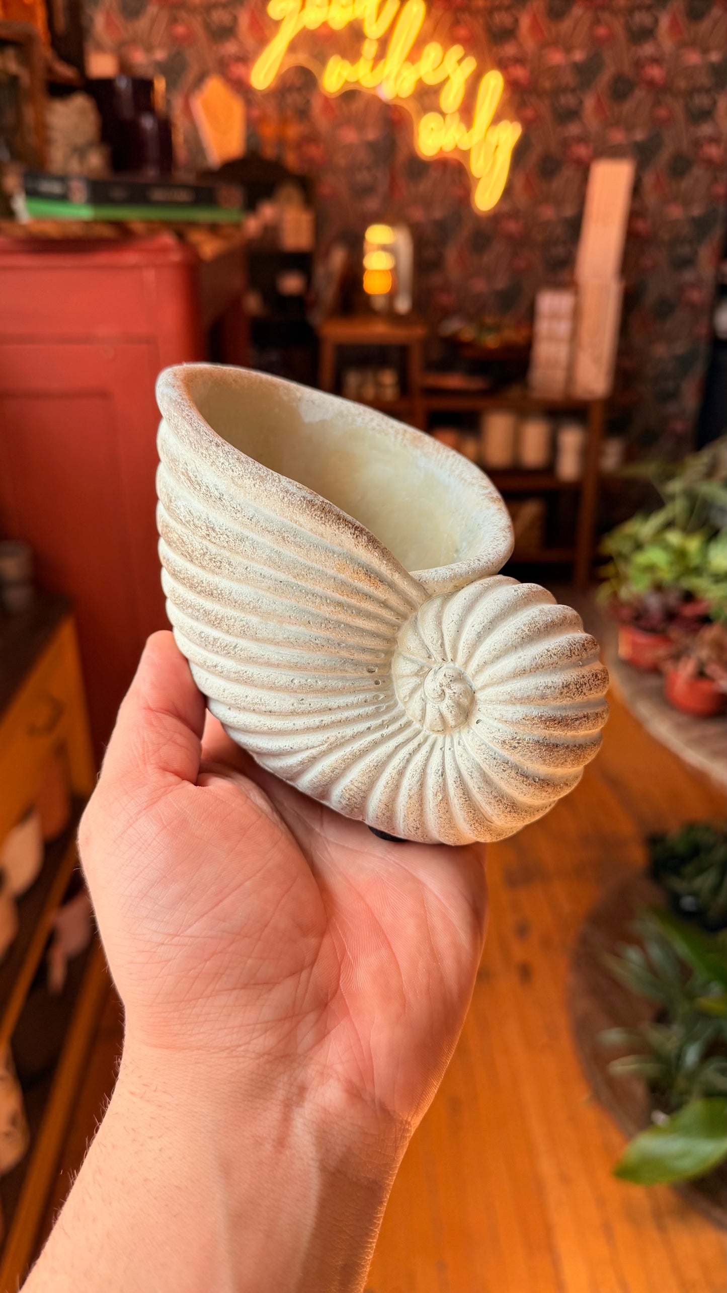 3.5” Conch Planter