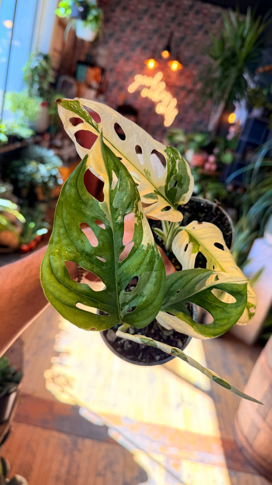 4” Albo Monstera Adansonii