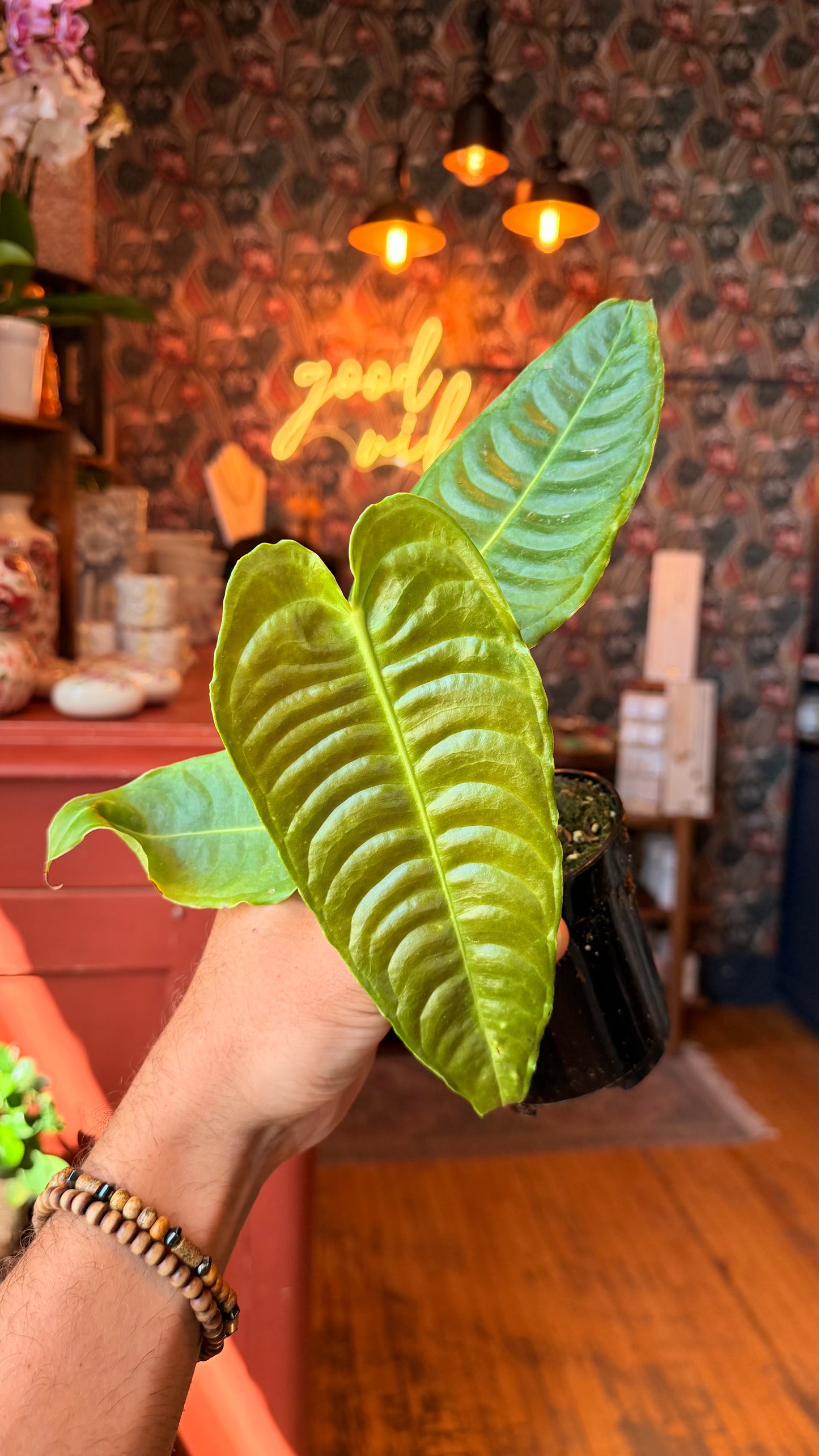 4” Veitchii King Anthurium